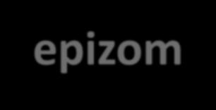 Bakterilerin kendi kromozomlarının yanı sıra, kromozom dışı bazı genetik parçacıklar bulunmaktadır Bakteri kromozomundan daha küçük yapıda ve genetik madde