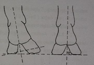 Şekil 22. Tırnağın dorsal duvar uzunluğu veyerle yaptığı açı Şekil 23.