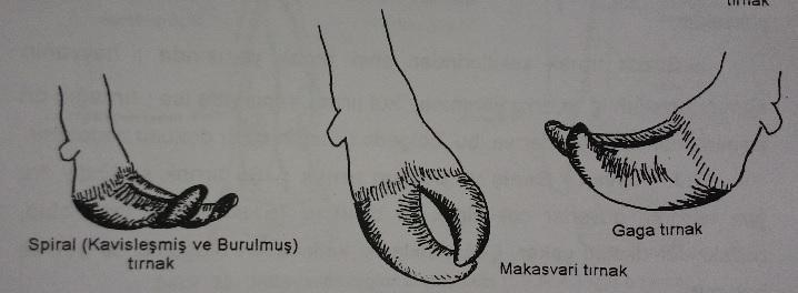 Normal olarak bu mesafe ön tırnaklarda 2.8-3.6 cm, arka ayaklarda ise,2.3-3.1 cm olup parmaklar arasındaki ayrılma açısı ise 15 kadardır. Bazen anormal olarak bu açı 70 ye kadar açılabilir.