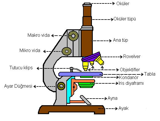 2. Işık Mikroskobu: Aydınlatma kaynağı olarak görünür ışığın kullanıldığı (550 nm) mikroskop türüdür. Işık mikroskobunun tüm kısımları şekil 10 da gösterilmiştir.
