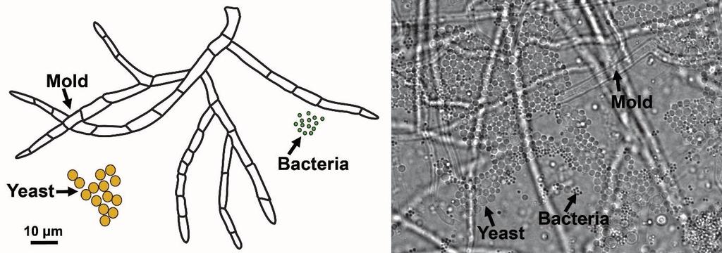 Deney 7 Bölüm 1: Funguslar Ökaryotik mikroorganizmaların önemli bir kısmı oluşturan funguslar heterotrof özelliktedir. Fungusların çoğu toprak ve suda saprofit olarak yaşarlar. Ekosistemde 100.