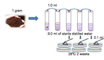 Deney 9 Bölüm 1: Topraktan Bakteri ve Fungusların İzolasyonu Toprak ve su mikroorganizmaların başlıca yaşama alanlarıdır. 1 gram toprak örneğinde milyonlarca bakteri ve fungus bulunmaktadır.