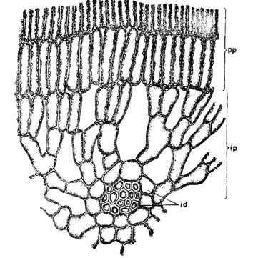 Ficus elastica (Kauçuk ağacı) yaprağında palisad parankiması ile iletim dokusu