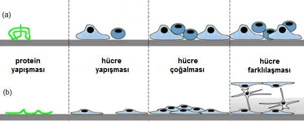 İmplant malzemelerinin yüzey pürüzlülüğü, hücre yapışma ve farklılaşmasını desteklemesinin yanı sıra kemik oluşumunu ve malzemenin osseointegrasyonunu da destekler.