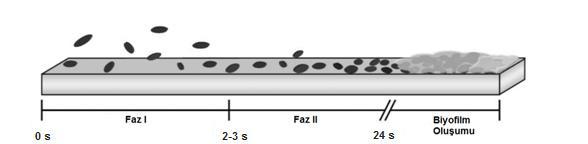 Biyofilm oluşumu: Bakterilerin implant malzeme yüzeyine geri dönüşümsüz olarak bağlanmasıyla biyofilm oluşumu başlar.