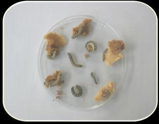 Methyl p-hidroksibenzoat: 2.2g (=para aminobenzoik asit ) Buğday embryosu: 70g Agar: 14g Saf su: 650 ml Ayçiçeği yağı: 5 ml Formaldehyde%37: 2.