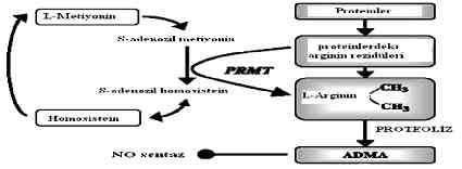 Ifl klar Ö.Ö. ve Mutaf I. fiekil 1. L-Arginin, ADMA, SDMA ve L-NMMA nin yap s 5.