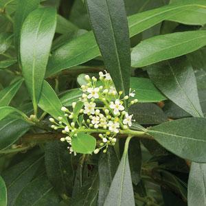 2.3.1.c. Ilex paraguariensis (Yerba maté, Mate ağacı) Resim 3: Ilex paraguariensis Takım Familya Cins Tür : Aquifoliales : Aquifoliaceae : Ilex : I. paraguariensis A. St. Hil.