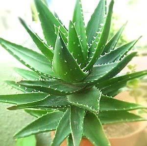 2.3.2. Poliholozit Taşıyanlar 2.3.2.a. Aloe vera (Aloe vera gel, tıbbi sarısabır) Resim 4: Aloe vera Takım : Asparagales Familya : Asphodelaceae Cins : Aloe Tür : A. vera (L.) Burm. f.