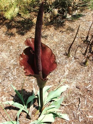 2.3.2.b. Amorphophallus konjac (Glucomannan, konjak) Resim 5: Amorphophallus konjac Takım Familya Cins Tür : Alismatales : Araceae : Amorphophallus : A.