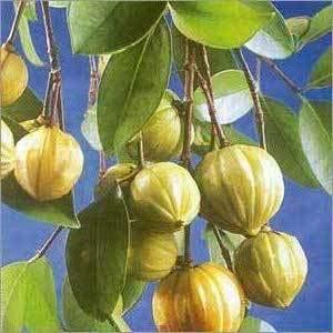 2.3.3.e. Garcinia cambogia (Brindleberry, Malabar demirhindisi) Resim 12: Garcinia cambogia Takım Familya Cins Tür : Malpighiales : Clusiaceae : Garcinia : G. cambogia (L.) N.