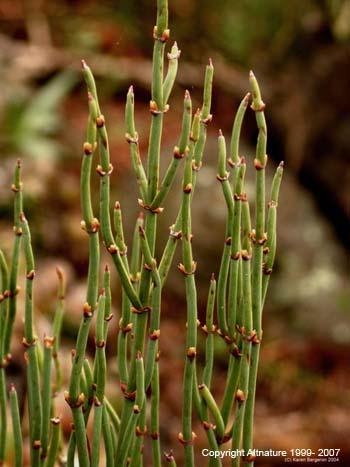 2.3.3.f. Ephedra sinica (Ma-huang) Resim 13: Ephedra sinica Takım : Ephedrales Familya : Ephedraceae Cins : Ephedra Tür : E. sinica L.