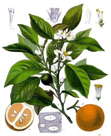 2.3.3.h. Citrus aurantium (Bitter orange, acı portakal) Resim 15: Citrus aurantium Takım : Sapindales Familya : Rutaceae Cins : Citrus Tür : C. aurantium L.