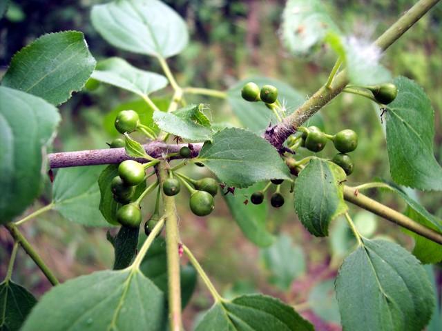 Meyva 6-8 mm çapında, olgunlukta siyah renkli, 4 çekirdekli, kokusuz, biraz mayhoş ve acı lezzetlidir. Ülkemizde Kuzey Anadolu dağlarında yetişir.