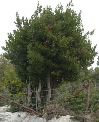 16 Akdeniz Bölgesi maki elemanlarından biri olan defneler dioik küçük ağaçlardır.