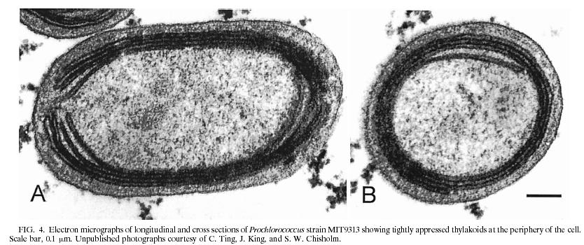 Giriş Phytoplanktonlar genellikle tek hücreli alg türlerini içerir ve okyanus sularındaki besin zincirinin en temel basamağını oluştururlar.