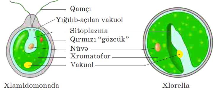 BİTKİLƏR, BAKTERİYALAR VƏ GÖBƏLƏKLƏR ALƏMİNİN MÜXTƏLİFLİYİ 2 -ci fəsil İbtidai və ali sporlu bitkilər 5. Yosunlar ibtidai bitkilərdir.