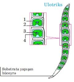 1. Qılaf. 2. Sitoplazma. 3. Nüvə. 4.