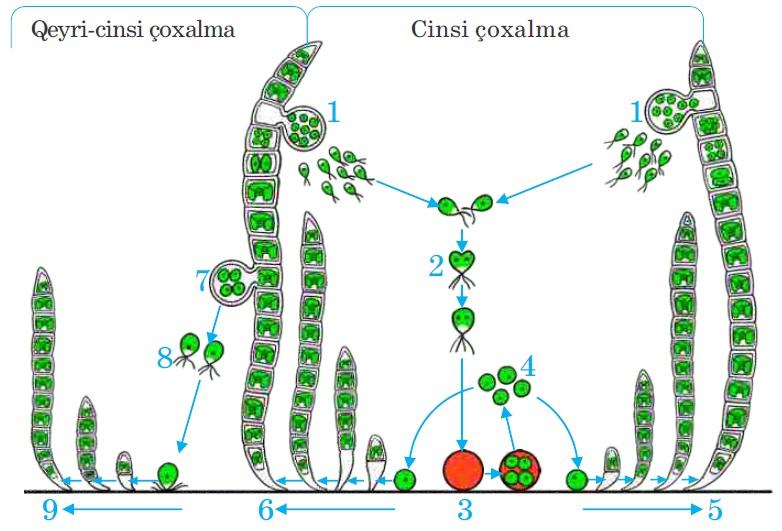 Çoxhüceyrəli yaşıl yosunların çoxalması. Çoxhüceyrəli yaşıl yosunlar da qeyri-cinsi və cinsi yolla çoxalır. Ulotriks yosununun çoxalması.