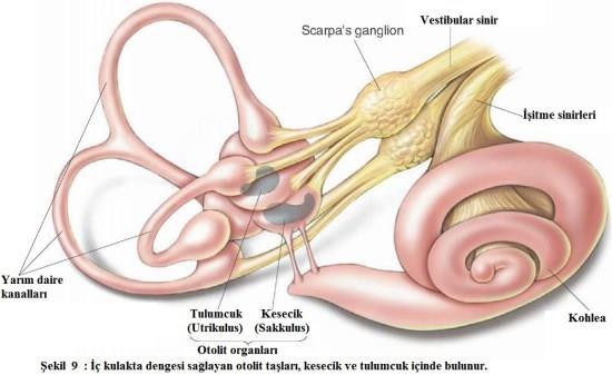 Utrikulus ve Sakkulus (kesecik ve tulumcukların)