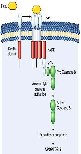 FAS CD95/APO 1 TNFR süper ailesinin üyesi (TNFRSM6) Aktive B ve T hücrelerinde, hepatositlerde Membran bağlayıcı bir