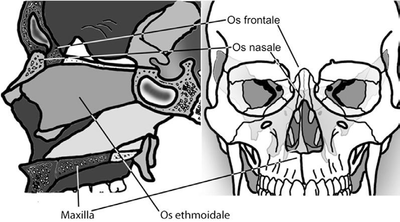 11 Os nasale (nazal kemik) komşuluk Concha nasalis inferior