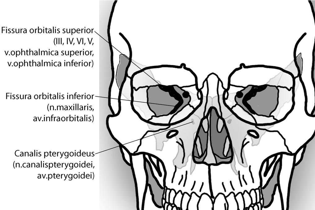 Sfenoidal kemik