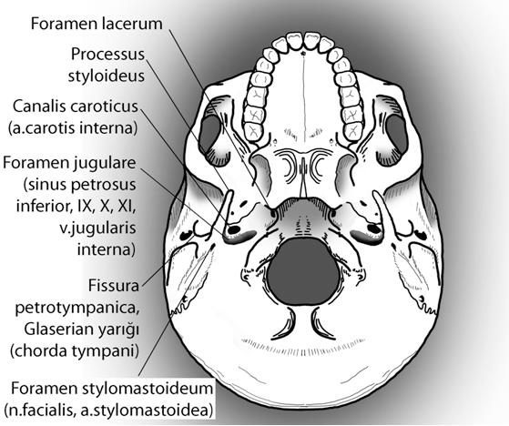 7 Temporal kemik