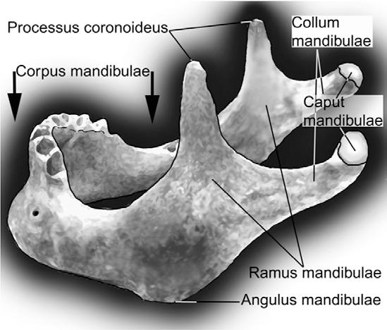 Mandibula