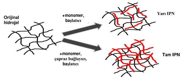 iii. İç içe geçmiş ağ yapılı hidrojeller (IPN) İç İçe Geçmiş Ağ Yapılı Hidrojeller, hidrojellerin önemli bir sınıfıdır ve Şekil 2.4 te şematik olarak gösterilmiştir.