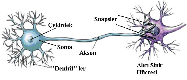 Biyolojik sinir hücresi yapısı İnsan beyninin işlevlerini sağlayan biyolojik sinir ağları, insanın bütün davranışları ve çevreyi algılamasını sağlamaktadır.