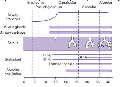 Prenatal akciğer gelişiminin beş