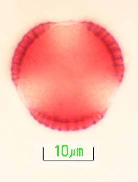 polenlerin mikrofotoğrafları