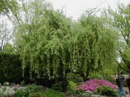 Salix