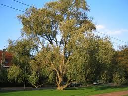 Populus