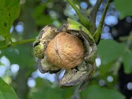 Juglans