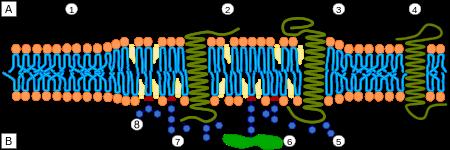 Lipid raft