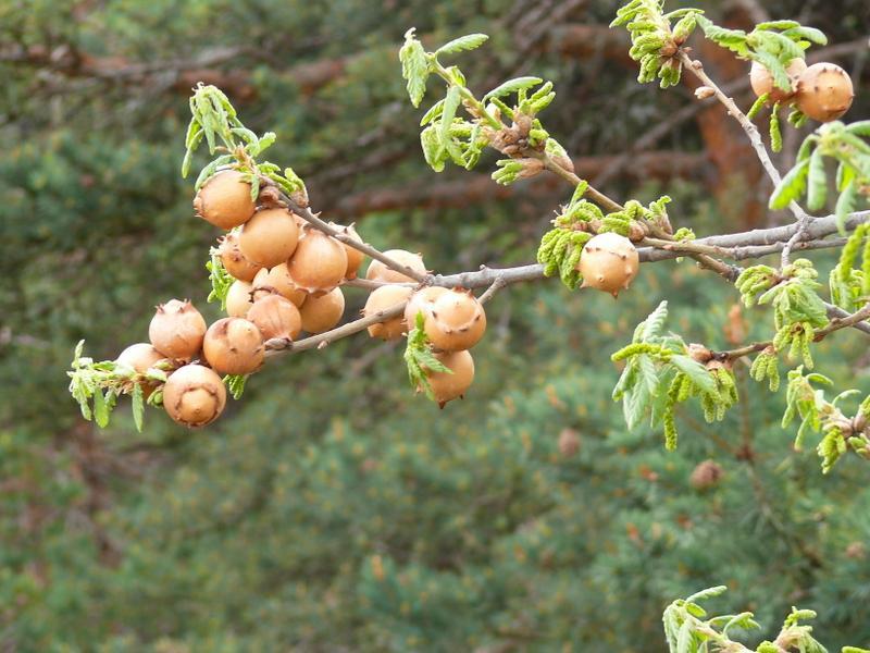 Mazı