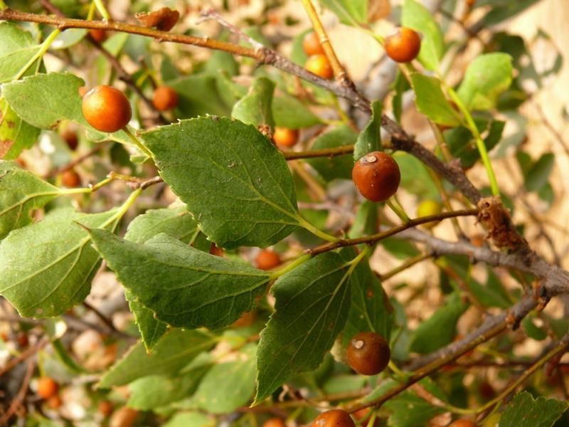 Çitlembik (Celtis