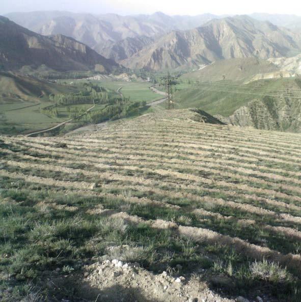 yapılan ağaçlandırma çalışmalarında yaygın olarak kullanılan sarıçam (Pinus sylvestris) fidanlarının kalitesini ve dikim başarısını artırma yönündeki çalışmalar özellikle bu bölge için önem