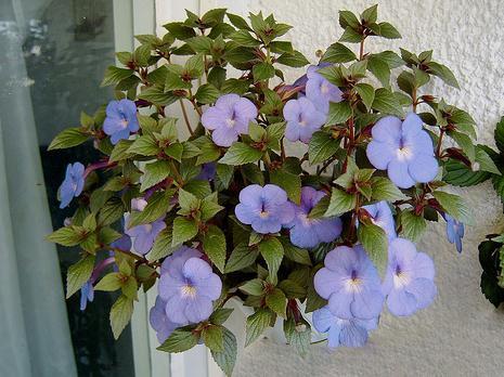 104 BİLGİ FORMU Resim No : 31 Botanik Adı : Achimenes hybrida Türkçe Adı : Eğri Tabak Familyası : Gesneriaceae Ana Vatanı : Güney Amerika, Avustralya, Doğu Hindistan Ekolojik İstekleri Toprak : EĢit