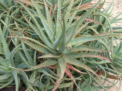 112 BİLGİ FORMU Resim No : 38 Botanik Adı : Aloe arborescens Türkçe Adı : Sarısabır Familyası : Lilliaceae Ana Vatanı : Güney Afrika Ekolojik İstekleri Toprak : Kaktüslere özel toprak karıģımları