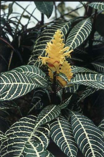 116 BİLGİ FORMU Resim No : 42 Botanik Adı : Aphelandra squarrosa Türkçe Adı : Afelanra Familyası : Acanthaleae Ana Vatanı : Güney Amerika Ekolojik İstekleri Toprak : Bitki için humusça zengin bahçe