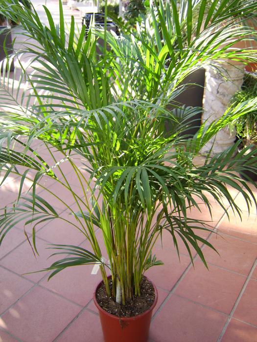 119 BİLGİ FORMU Resim No : 44 Botanik Adı : Areca lutescens Türkçe Adı : Areka Palmiyesi Familyası : Araucariaceae Ana Vatanı : Brezilya Ekolojik İstekleri Toprak : Hacim olarak 3 kısım torf, 3 kısım