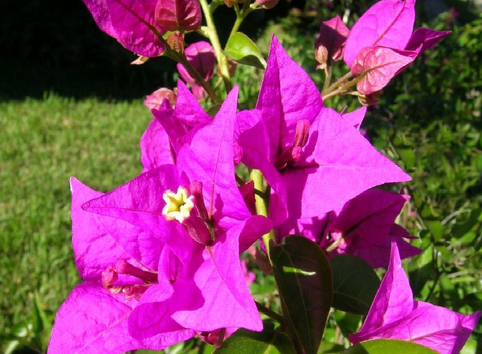 129 BİLGİ FORMU Resim No : 54 Botanik Adı : Bougainvillea glabra var.