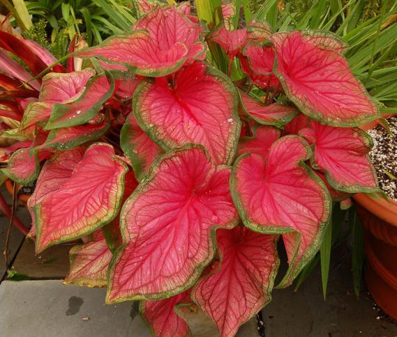 130 BİLGİ FORMU Resim No : 55 Botanik Adı : Caladium Bicolor Türkçe Adı : Kaladyum Familyası : Araceae Ana Vatanı : Brezilya Ekolojik İstekleri Toprak Işık Sıcaklık Nisbi Nem : Saksı harcı, hacim