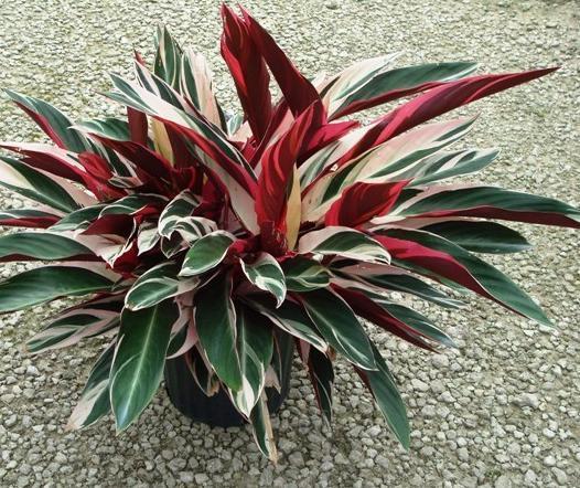 132 BİLGİ FORMU Resim No : 57 Botanik Adı : Calathea triostar Türkçe Adı : Üç Renkli Kaletya Familyası : Marantaceae Ana Vatanı : Brezilya Ekolojik İstekleri Toprak : Uygun saksı toprağı ağırlıklı