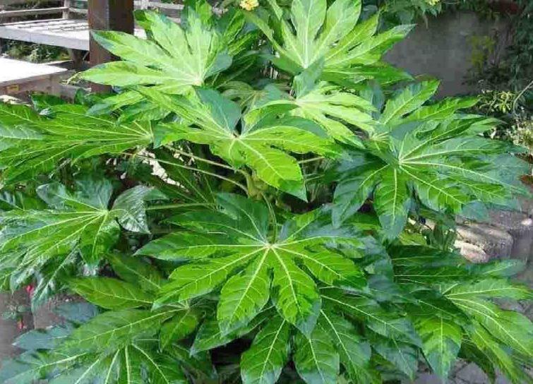 148 BİLGİ FORMU Resim No : 73 Botanik Adı : Fatsia japonica Türkçe Adı : Salon Aralyası, Japon Fatsiyası Familyası : Araliaceae Ana Vatanı : Doğu Asya Ekolojik İstekleri Toprak Işık : Kumlu-killi