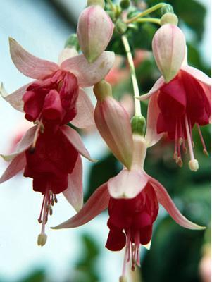 151 BİLGİ FORMU Resim No : 76 Botanik Adı : Fuchsia hybrida Türkçe Adı : Küpe Çiçeği Familyası : Onagraceae Ana Vatanı : Yeni Zelanda, Tropik Amerika Ekolojik İstekleri Toprak Işık Sıcaklık Nisbi Nem