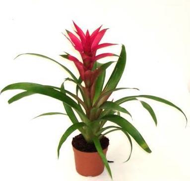 153 BİLGİ FORMU Resim No : 78 Botanik Adı : Guzmania lingulata Türkçe Adı : Guzmanya Familyası : Bromeliaceae Ana Vatanı : Batı Hindistan, Bolivya, Brezilya, Ekvator, Kolombiya Ekolojik İstekleri